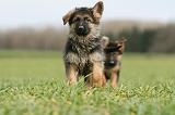 BERGER ALLEMAND 1103